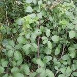 Rubus macrophyllus Habitus