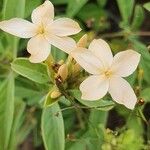 Barleria eranthemoides Floare