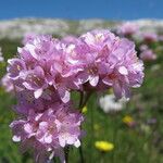 Armeria alpina Flower