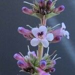 Penstemon acuminatus Flower