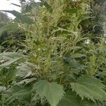 Iva xanthiifolia Kvet