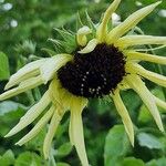 Helianthus debilis Blüte