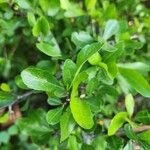 Commiphora madagascariensis Leaf