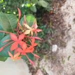 Ixora coccineaFlower