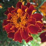 Tagetes patula Květ