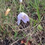 Colchicum alpinum Blomst