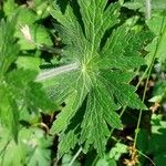 Geranium phaeum पत्ता