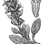 Stachys maritima Arall