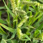 Dactyloctenium aegyptium 花