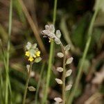 Myosotis balbisiana Ostatní