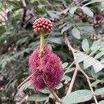 Calliandra haematocephala Fruit