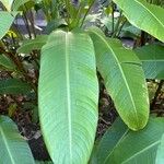 Heliconia stricta Leaf