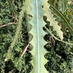 Banksia ashbyi Fulla