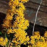 Solidago gigantea 花