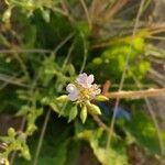 Cakile edentula Flower