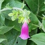 Digitalis thapsi 花