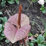 Reynoutria japonica Blatt