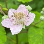 Rubus armeniacus Flor