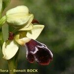 Ophrys omegaifera Flower