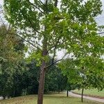 Dipterocarpus sublamellatus موطن