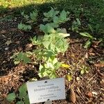 Mirabilis multiflora Ліст