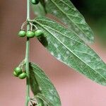 Passiflora multiflora Habit