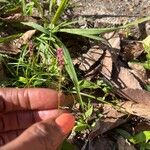 Persicaria punctata Kukka