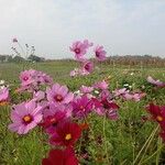 Cosmos bipinnatusFlower