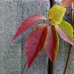 Parthenocissus quinquefolia Folla