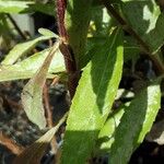 Helianthus microcephalus Lehti