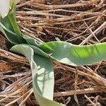 Chlorophytum tuberosum Blatt