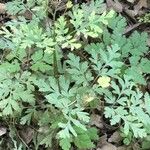 Dicentra eximia Blatt