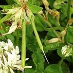Trifolium nigrescens 果實