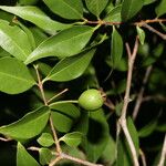 Psidium oligospermum Plod