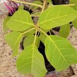 Tabebuia roseaDeilen