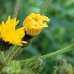 Sonchus palustris Flower