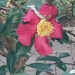 Camellia japonica फूल