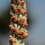 Reseda alba Flower