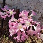 Crinum bulbispermum Λουλούδι