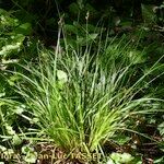 Carex elongata Habitat