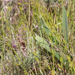 Carex punctata Habitatea