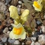 Linaria supina Blomma