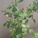 Gossypium herbaceum Likasa