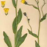 Hieracium chloropsis Alkat (teljes növény)