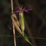 Dianthus lusitanus Flower