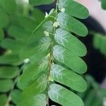 Phyllanthus niruri ᱥᱟᱠᱟᱢ