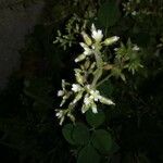 Cerastium glomeratum Virág