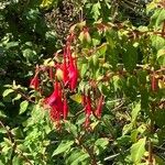 Fuchsia magellanicaFiore