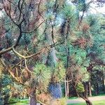 Pinus heldreichii Hábito