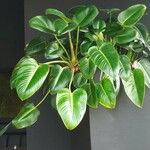 Philodendron davidsonii Yaprak